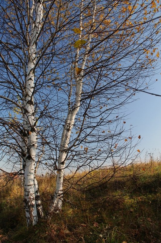 осень, октябрь Октябрь фото превью