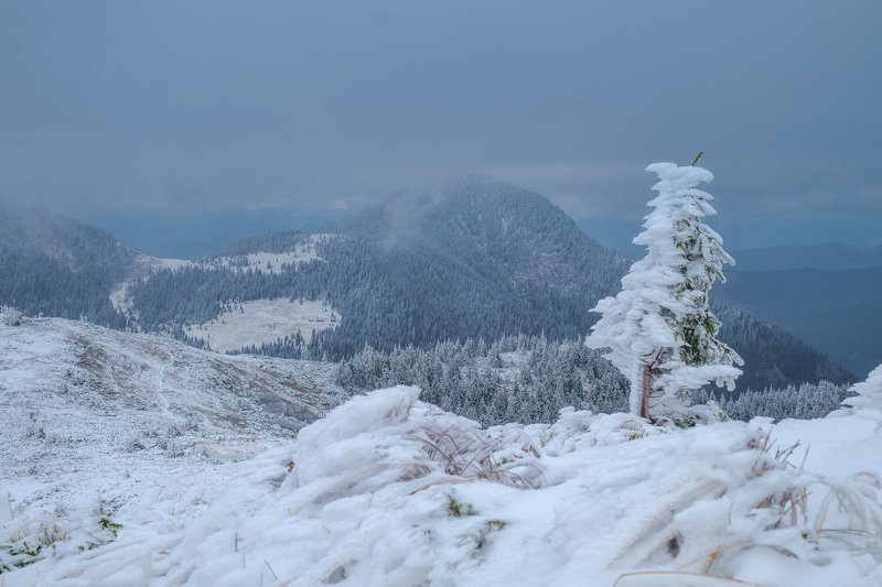 #nature, #туман, #лес, #oсень, #украина, #карпаты, #пейзаж, #закат, #туман, #солнце, #свет, #mountain range, #mountains, #туризм, #лес, #nature, #природа, Мармароський масив фото превью