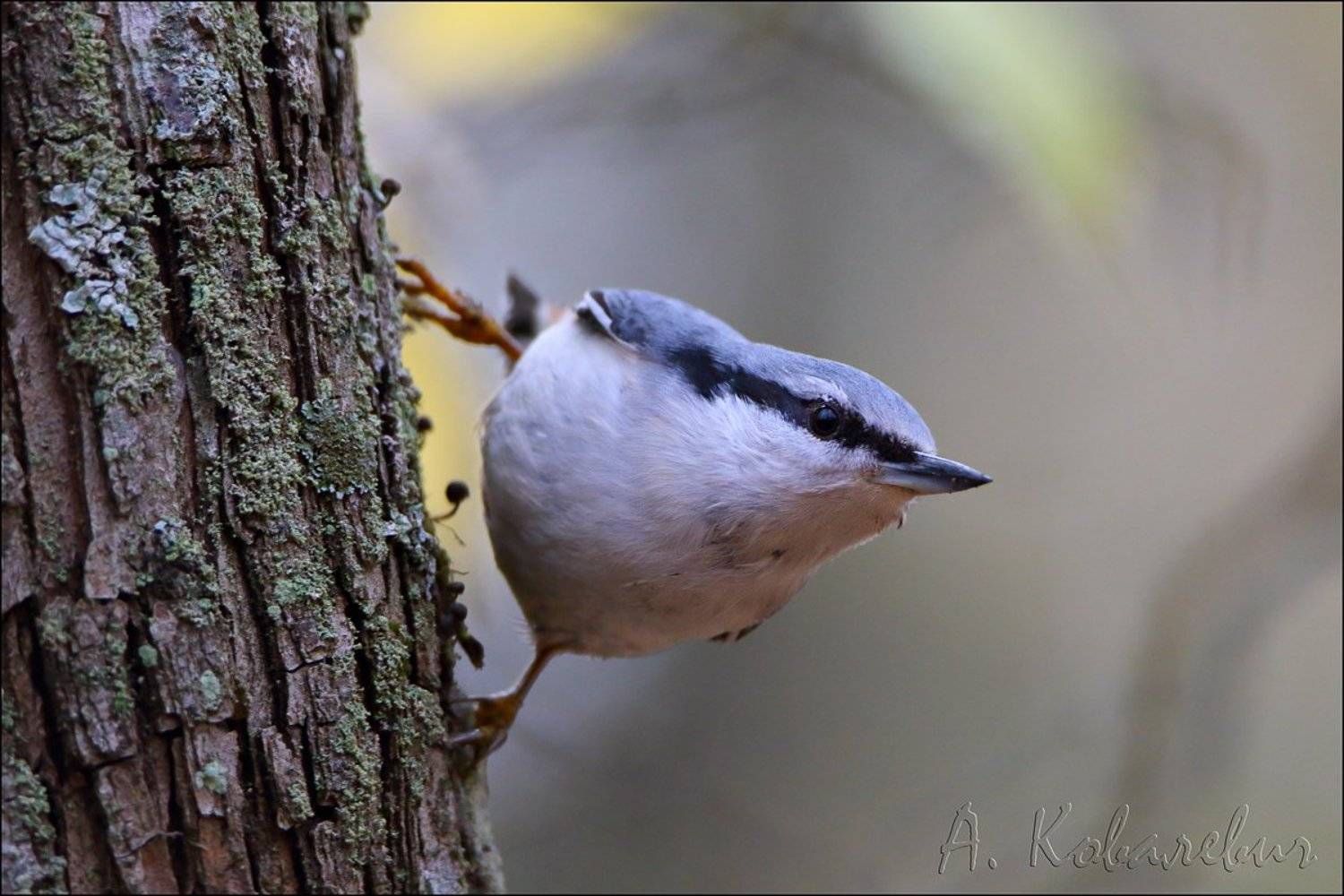 , Ковалевич А.