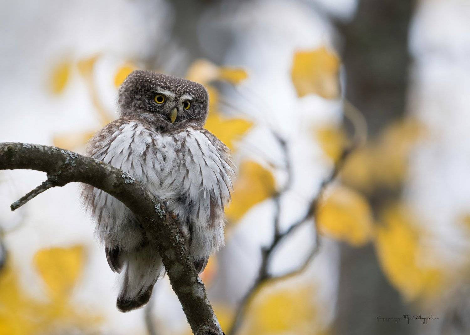 сыч-воробей, сова, птица,, Юрий Андреев