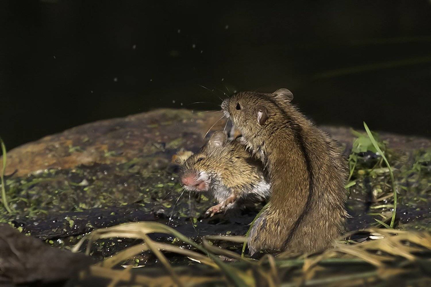мыши, драка, осень, Наталия Сытина