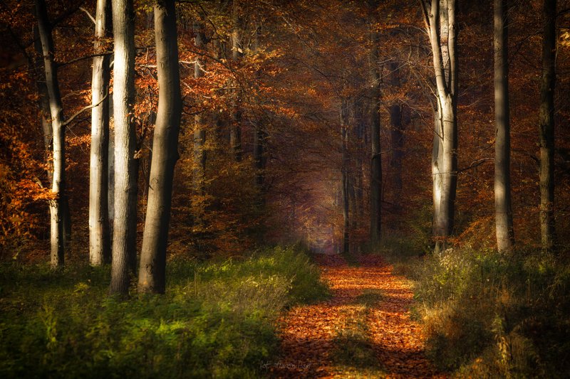 Forest story. фото превью