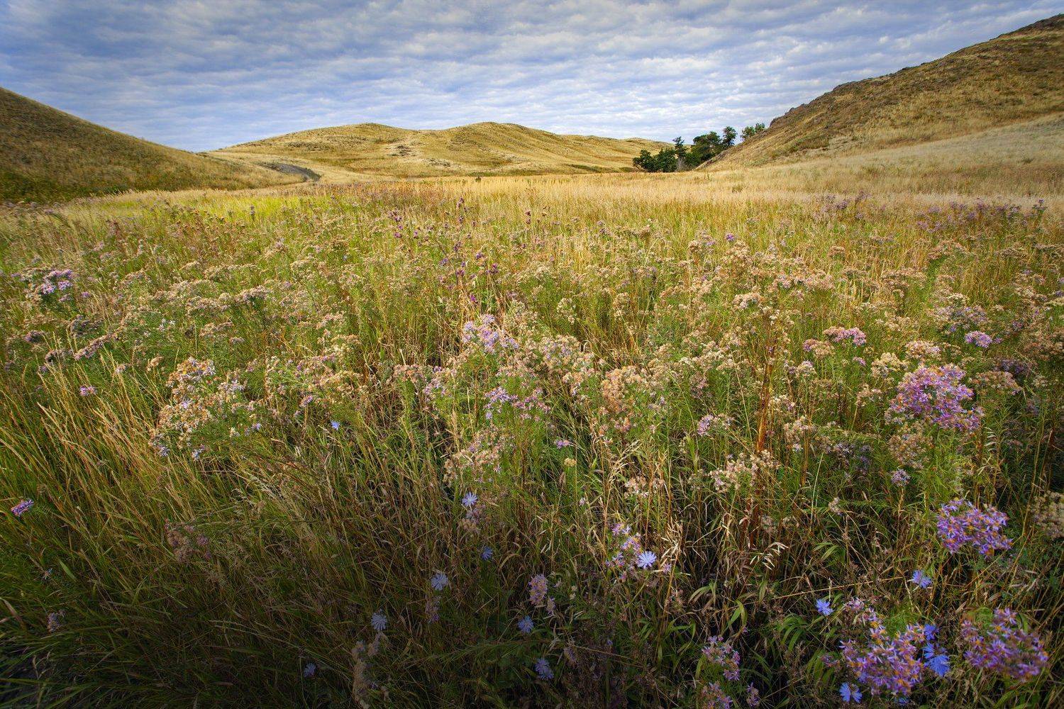 , петр чиков