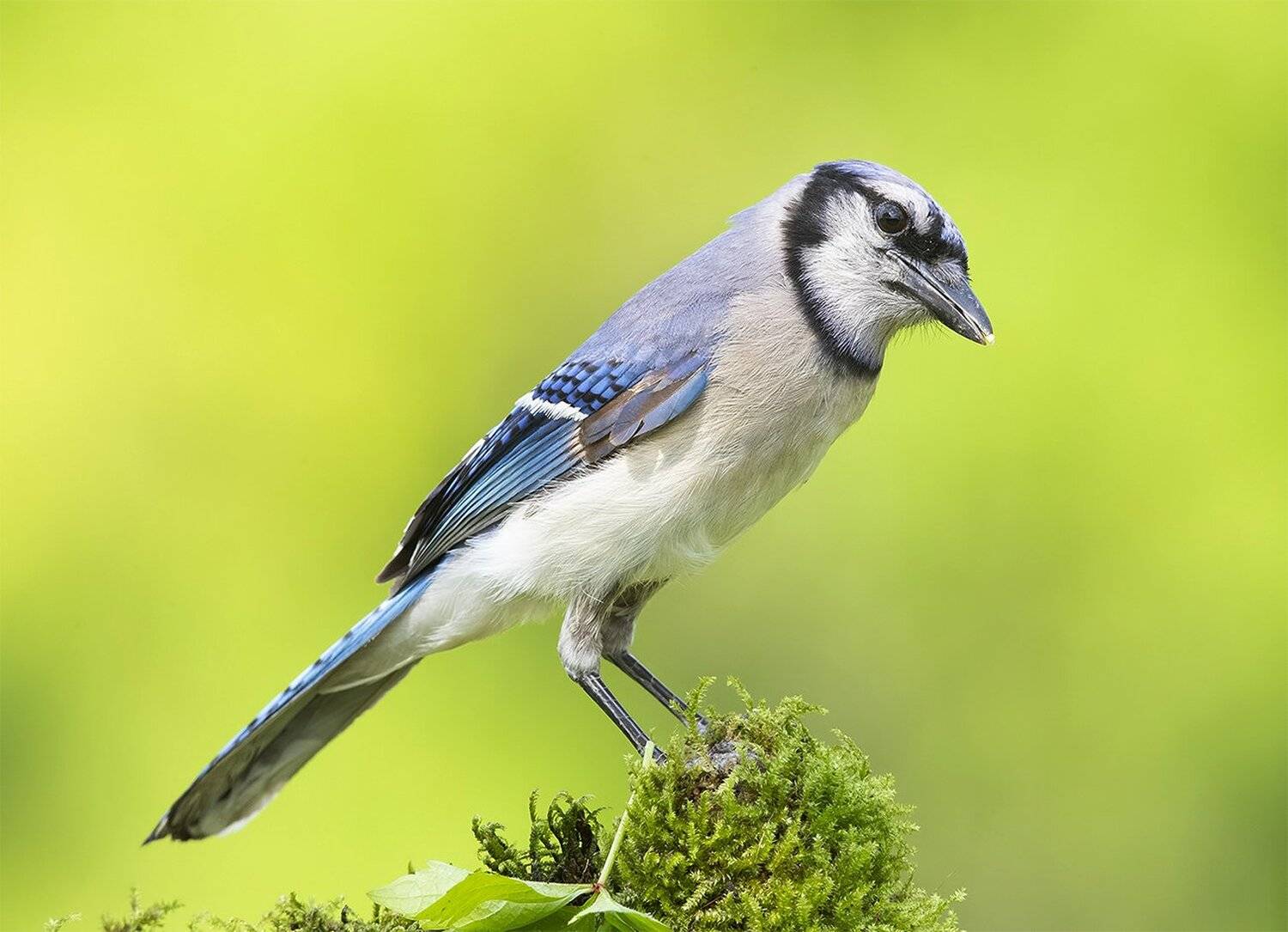 сойка, голубая сойка, jay,blue jay, Elizabeth Etkind