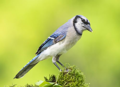 Голубая сойка - Blue Jay