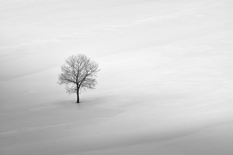 Дерево фото превью