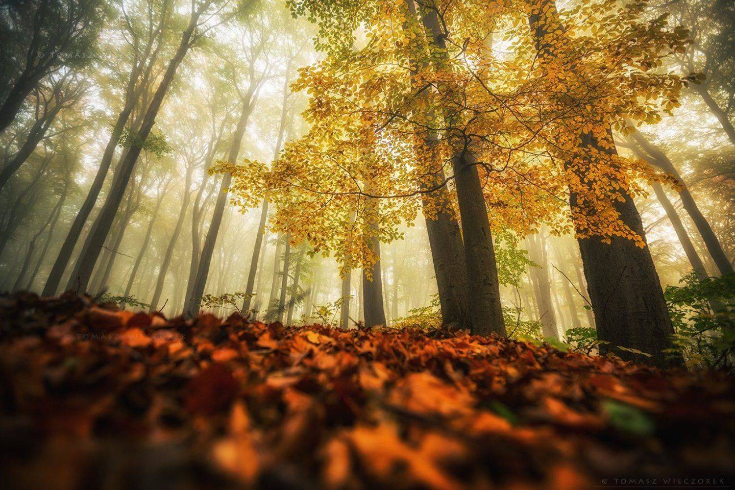 landscape, poland, light, autumn, awesome, amazing, sunrise, sunset, lovely, nature, travel, morning, trees, leaves, mist, mood, fog, Tomasz Wieczorek