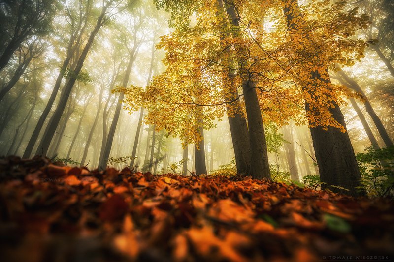 landscape, poland, light, autumn, awesome, amazing, sunrise, sunset, lovely, nature, travel, morning, trees, leaves, mist, mood, fog On the forest floor фото превью