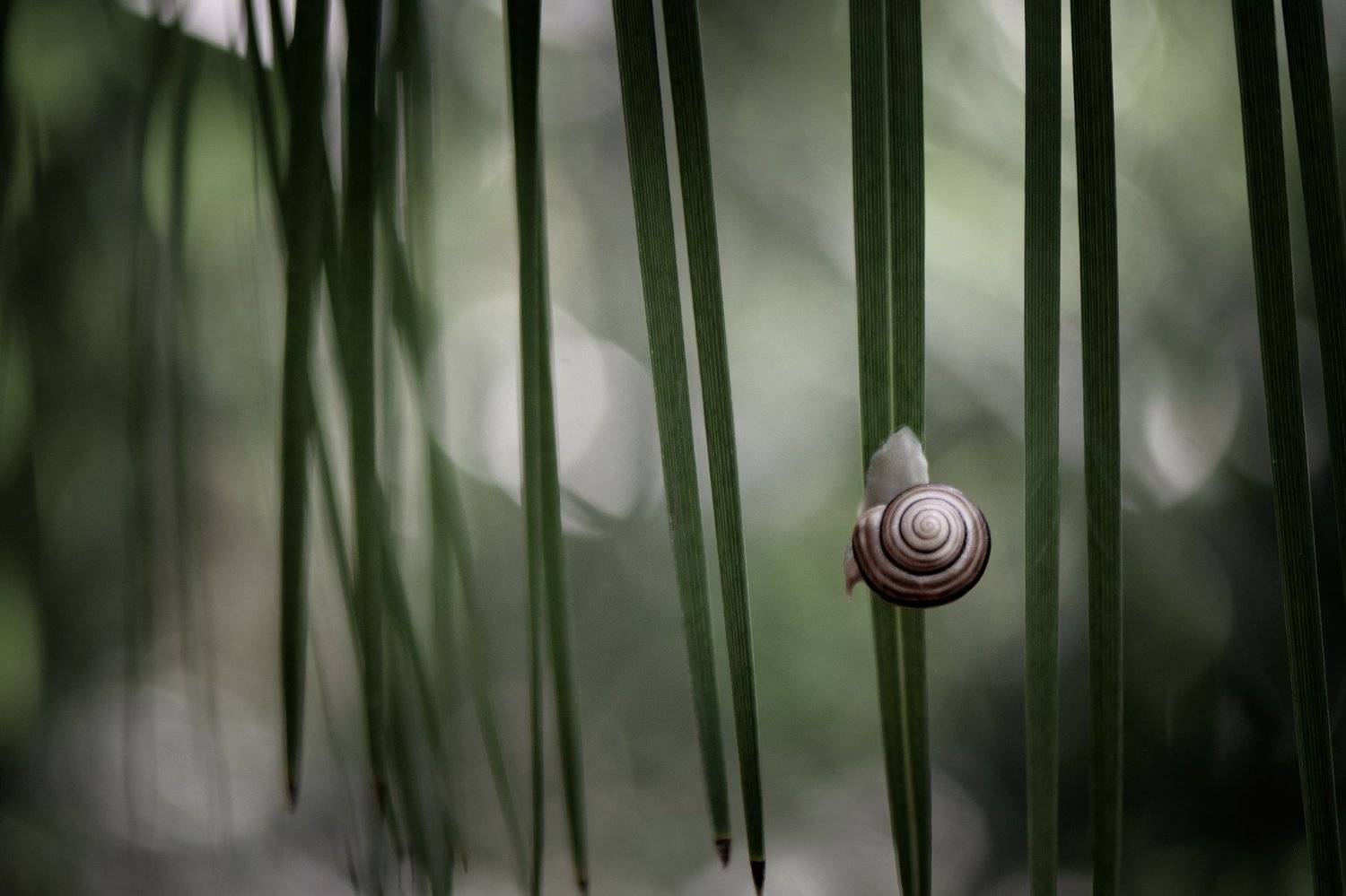 макро, улитка, природа, вчувствование, жить и дышать, nikon, nature, macro, snails, macro, true feelings, light of nature, Виктория Быканова