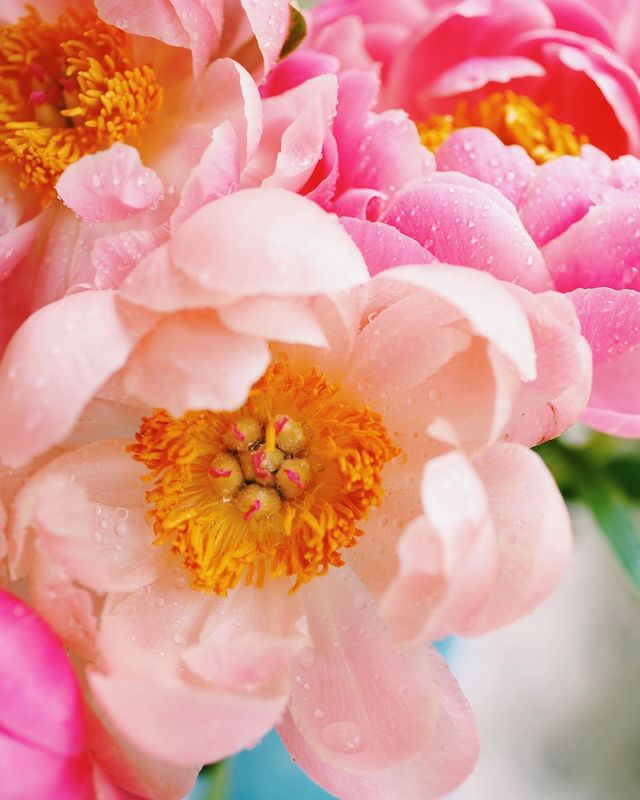 лето, пионы, свет, розовый, желтый, букет  фото превью