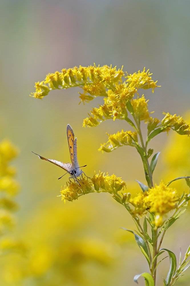 , Чепленко Алексей