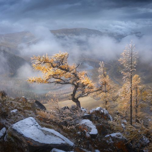 Осенний бонсай