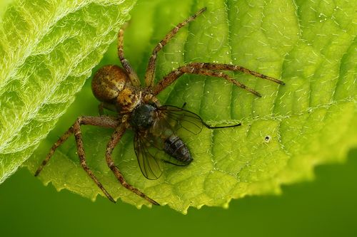 Можно и покушать