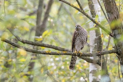 Есть тут кто живой?