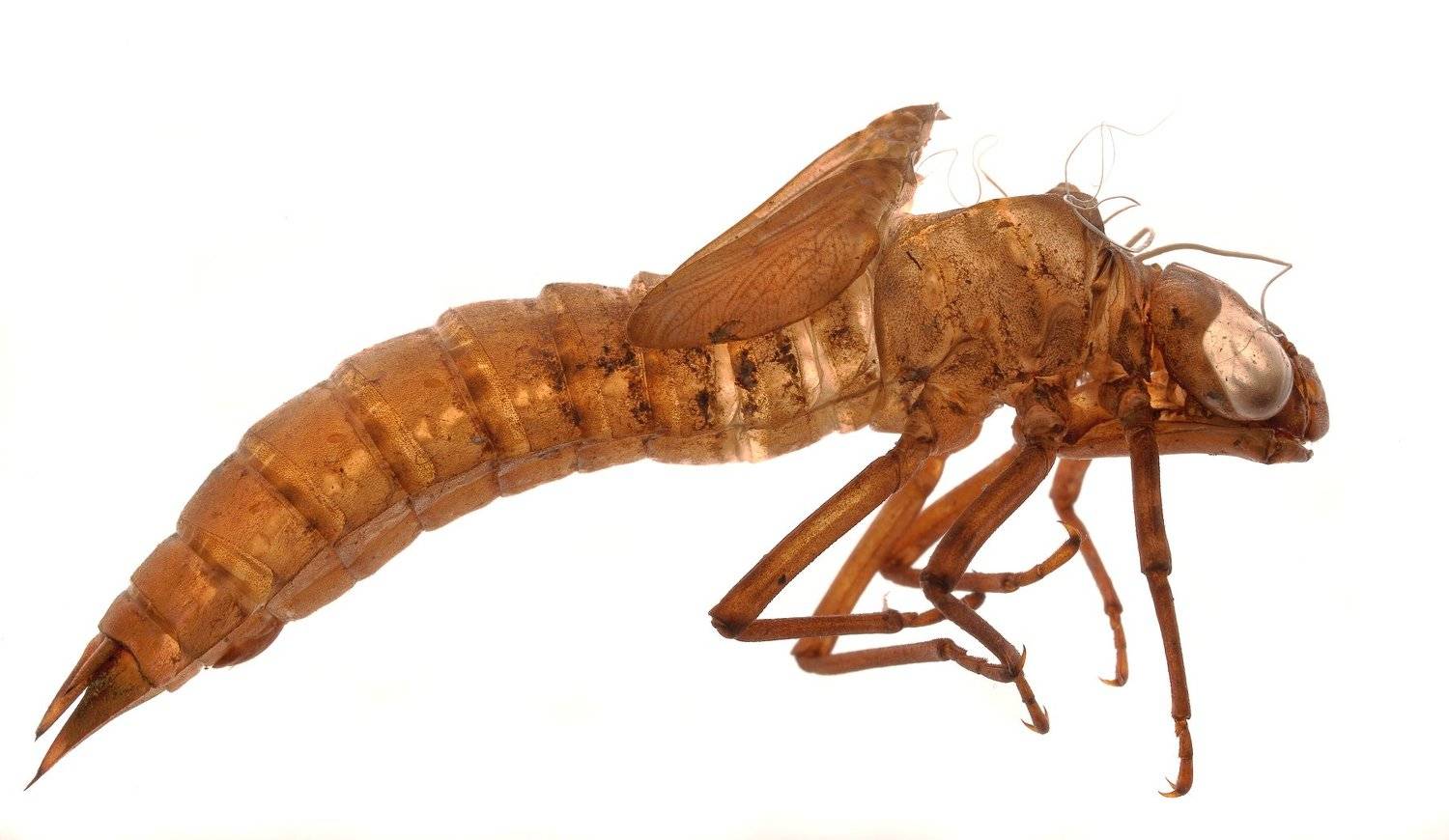 экзувий метаморфоз стрекоза, Александр Зорин