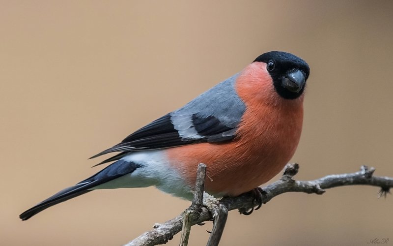 Снегирь фото превью