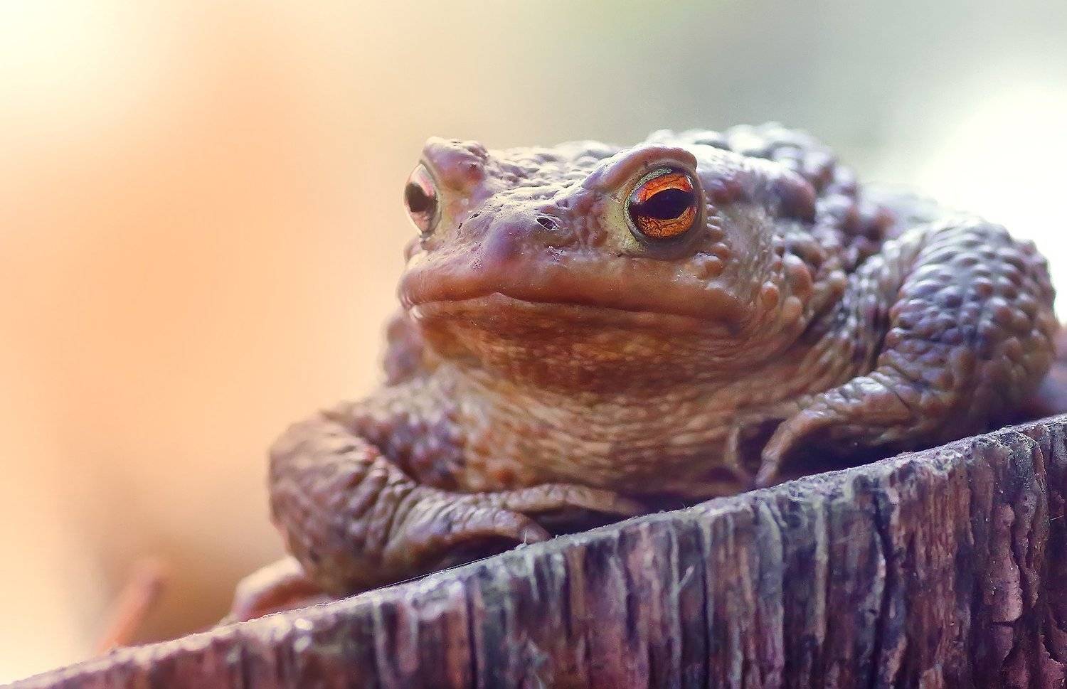 , Галина Горькавая