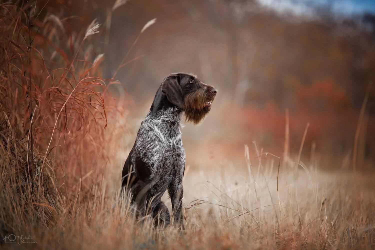 , Наталия Поникарова