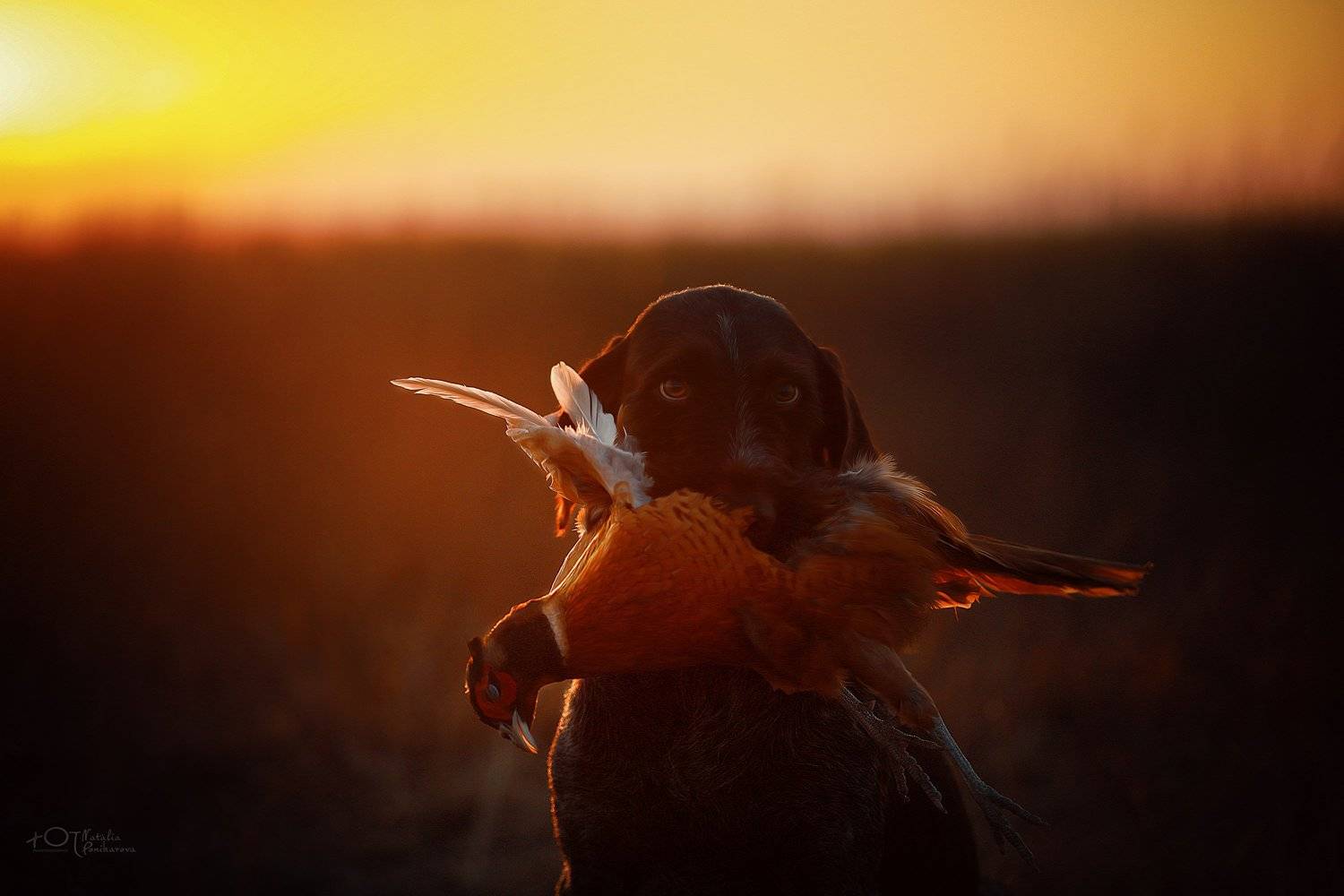 , Наталия Поникарова