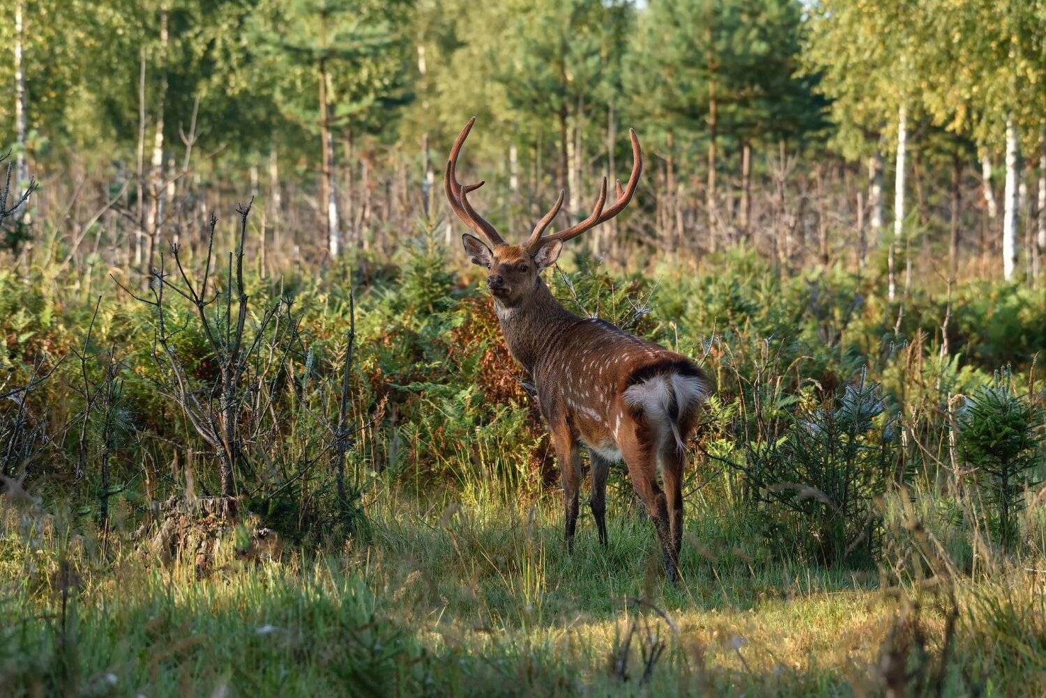 лес,животные,олень,пятнистый, Виталий Полуэктов