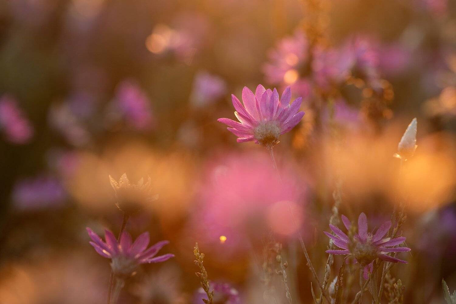 , Илья Михеев