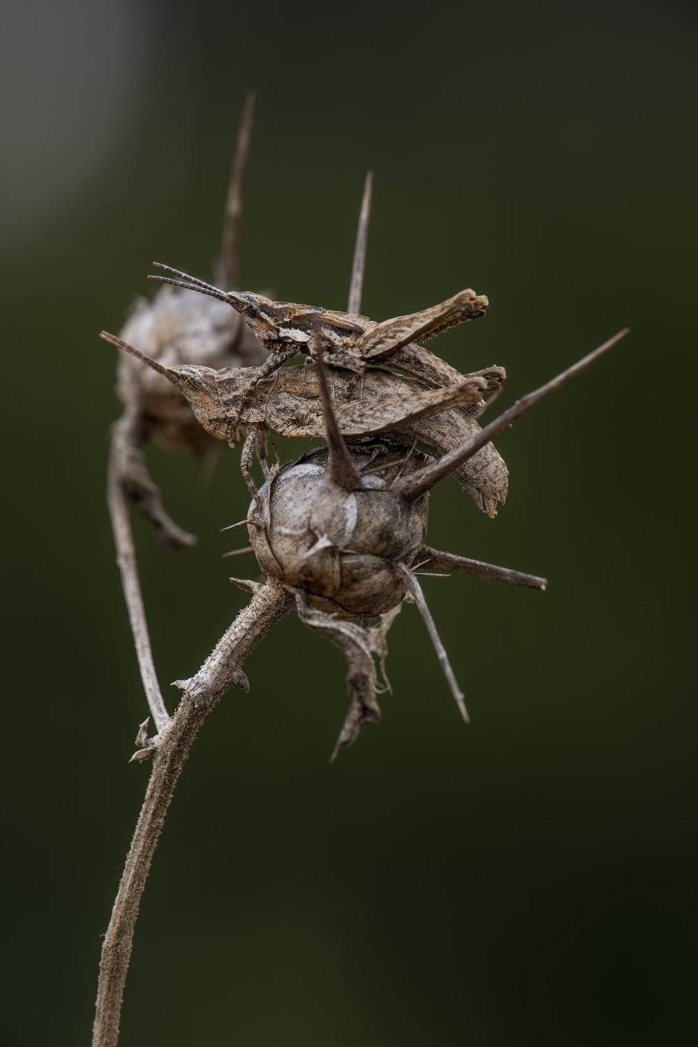 , Игорь ФУММ