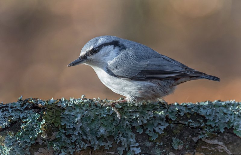 птица, поползень, Поползень.. фото превью