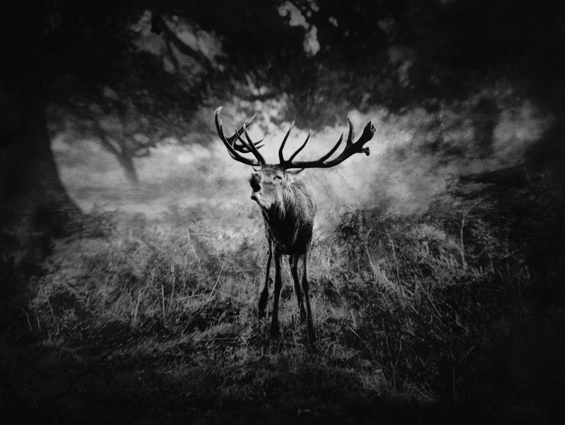 The Call of Darkness... фото превью