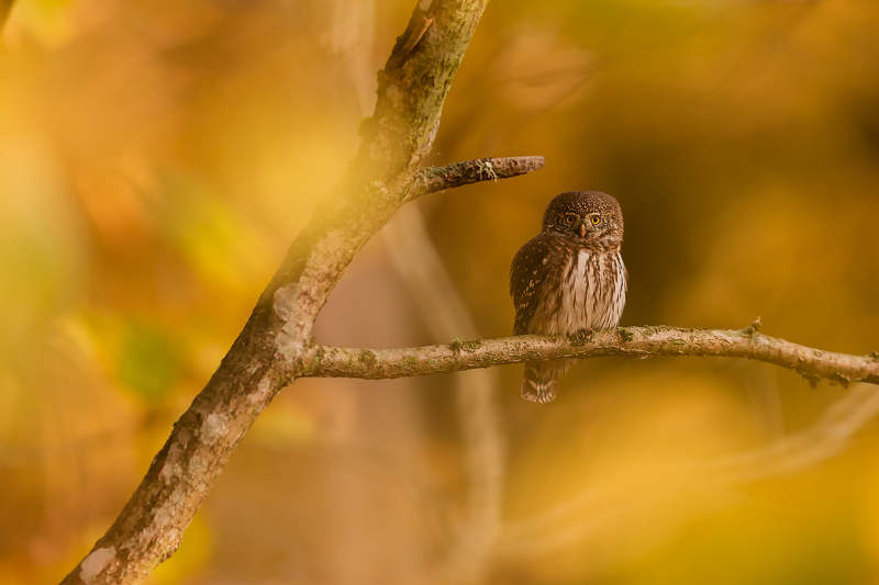 Pygmy owl фото превью