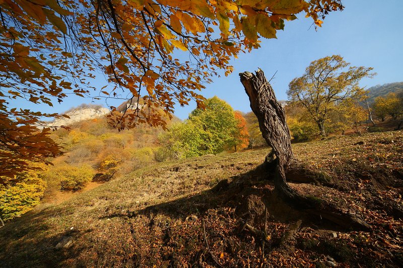 приэльбрусье, осень, деревья, горы Золотая осень в Приэльбрусье фото превью