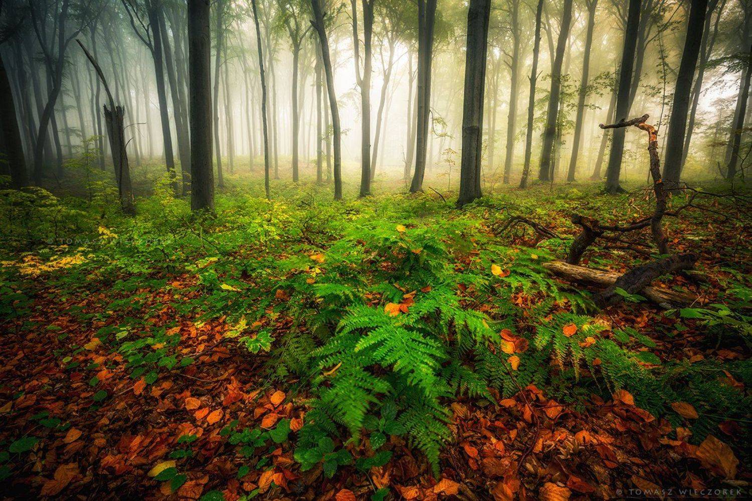 landscape, poland, light, autumn, awesome, amazing, sunrise, sunset, lovely, nature, travel, morning, trees, wood, fog, mist, smell, Tomasz Wieczorek