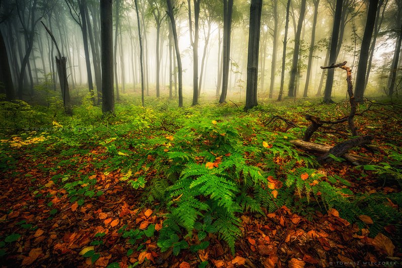 landscape, poland, light, autumn, awesome, amazing, sunrise, sunset, lovely, nature, travel, morning, trees, wood, fog, mist, smell The smell of the forest фото превью