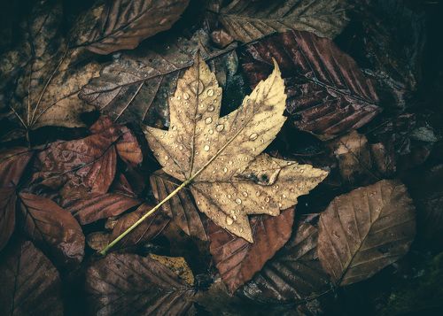 Autumn leaves after rain