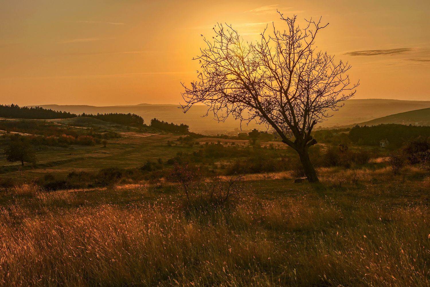 осень октябрь закат дерево лес трава небо, Ра Вера