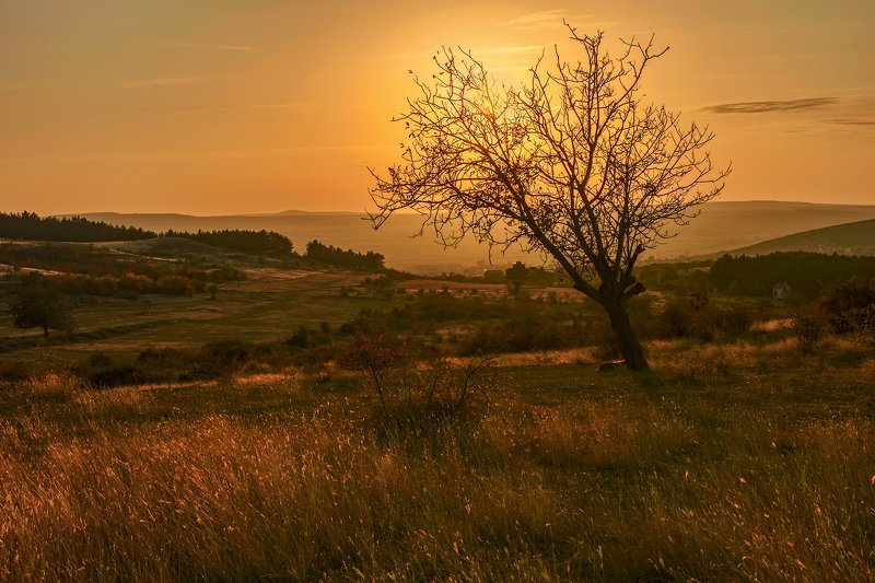 осень октябрь закат дерево лес трава небо В закатный час фото превью