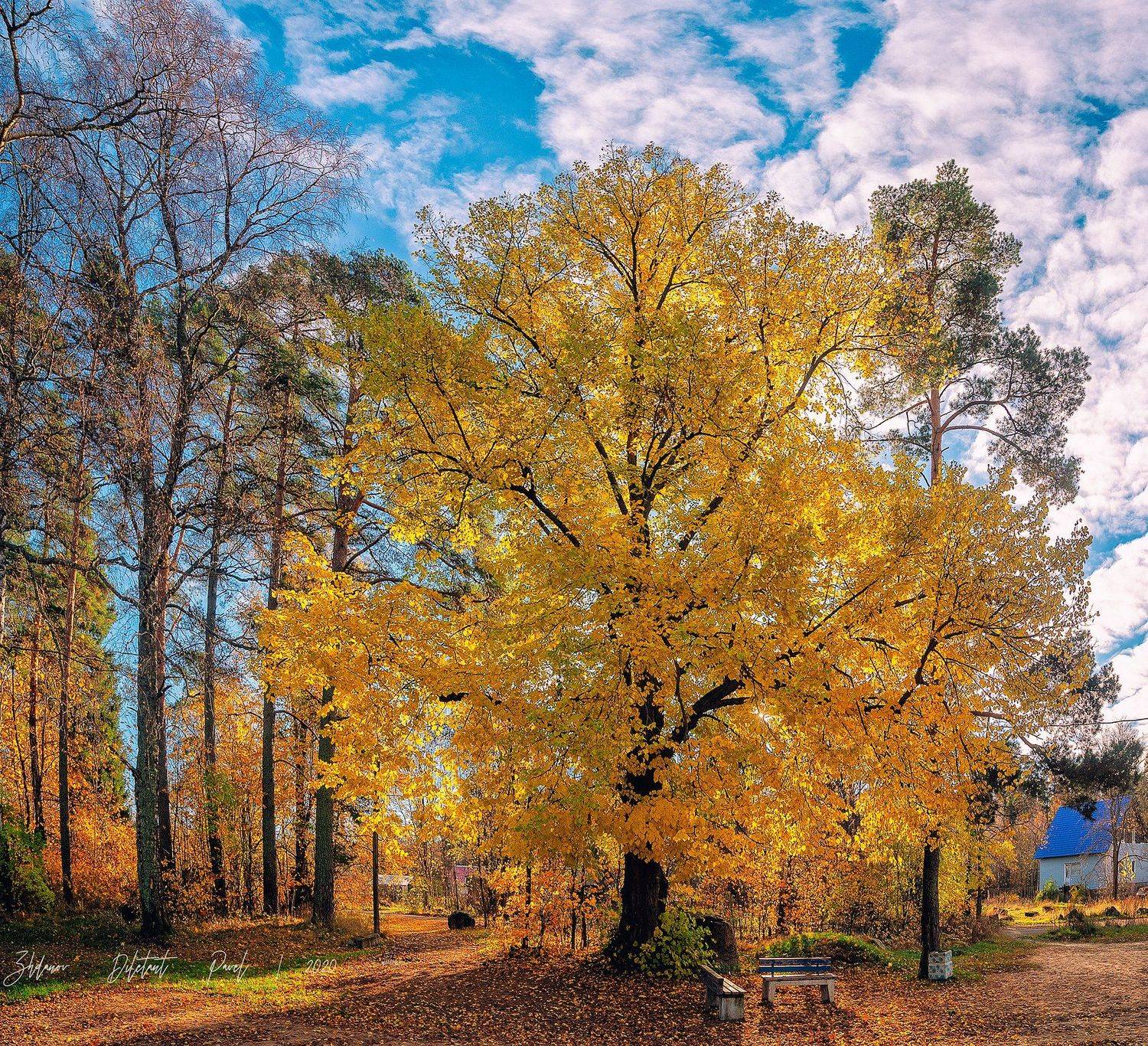 #Осень  #ПГТ Советский  #Ноябрь #цвет #Пейзаж, Павел Жданов