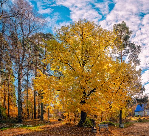 Яркий ноябрь.