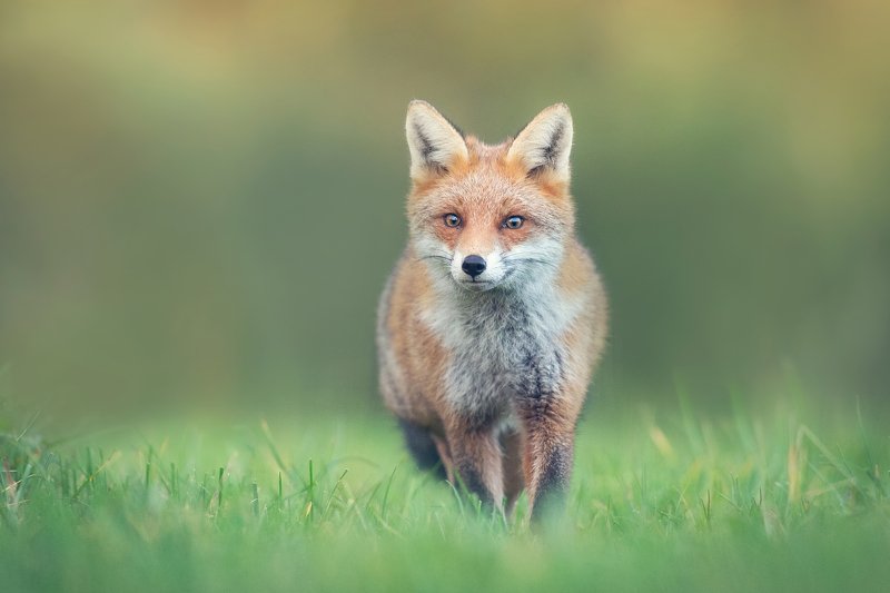 FOX фото превью