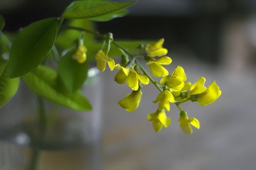 yellow flower on a blur background