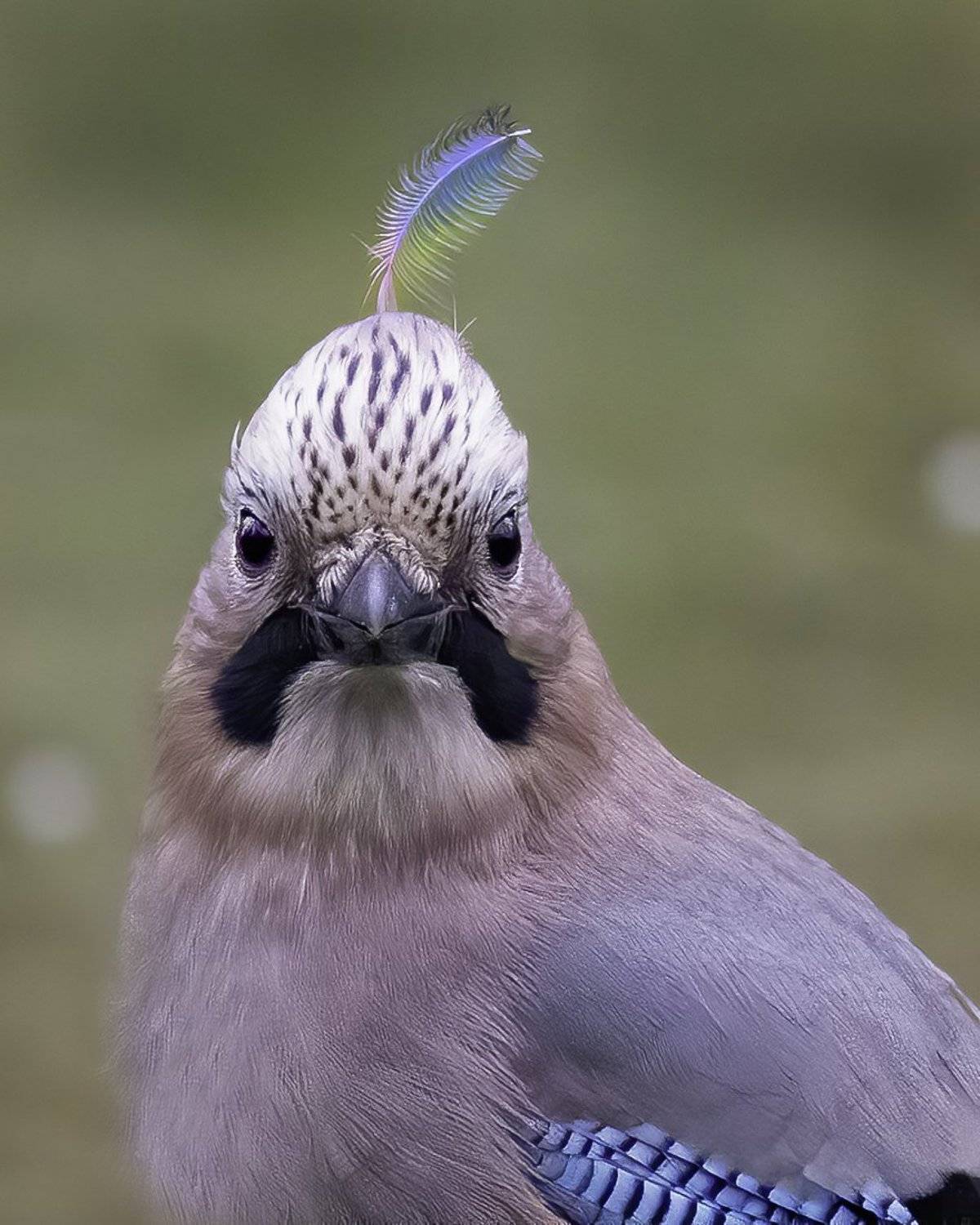 птица, сойка, перо, лес, Наталия Сытина