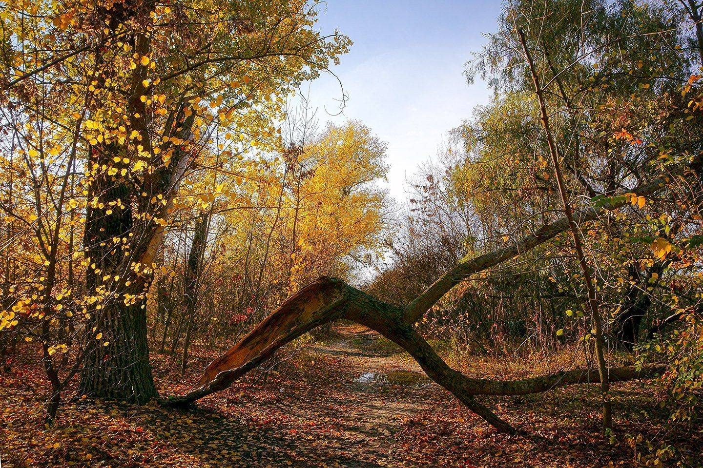 пейзаж,осень,ноябрь,, Марина Соколова
