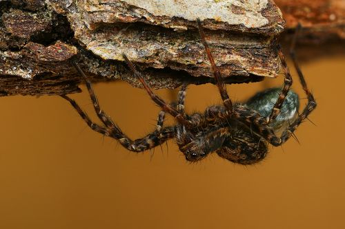 С потомством