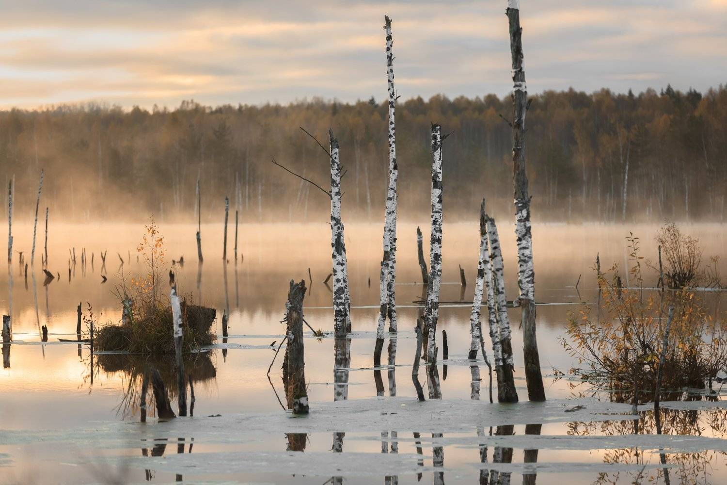 , Элина Хван