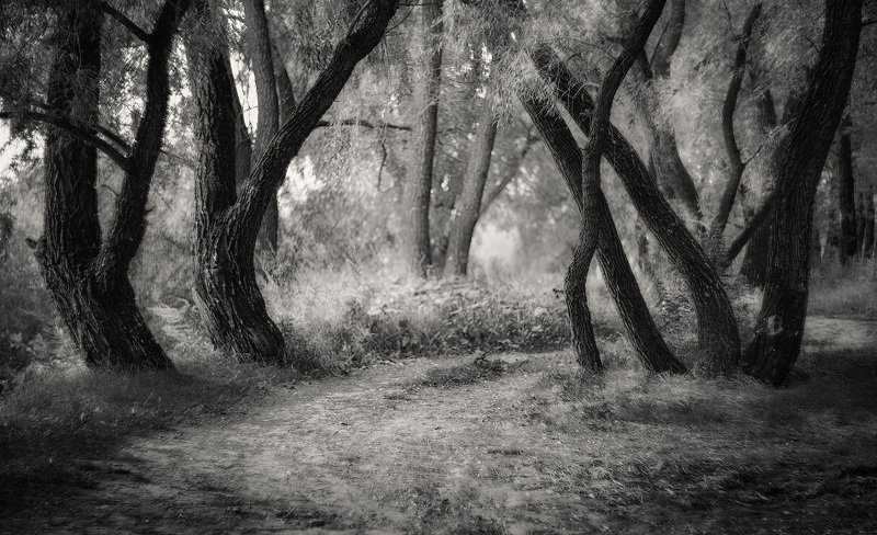 Ивы. фото превью