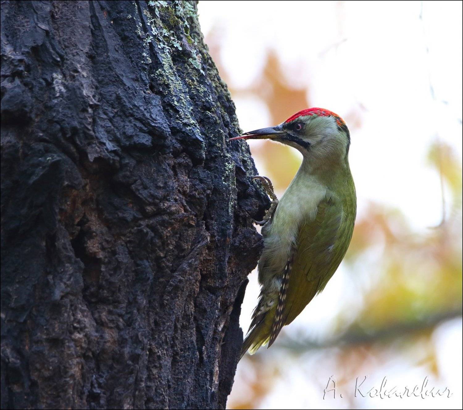, Ковалевич А.