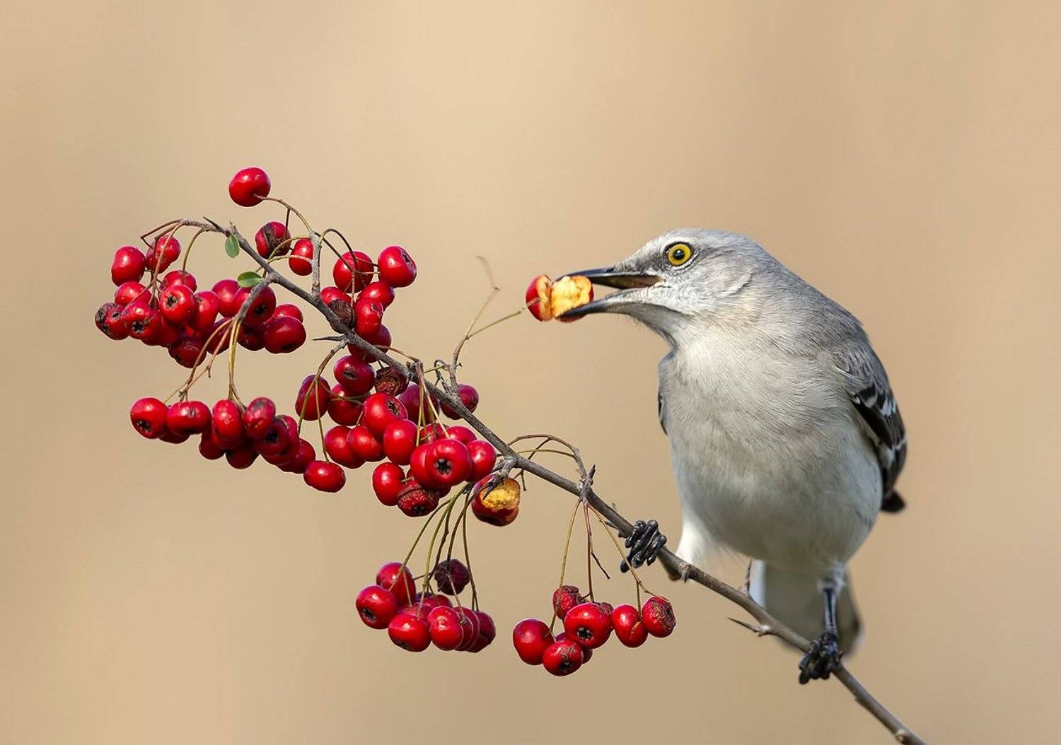 многоголосый пересмешник, northern mockingbird, пересмешник, Elizabeth Etkind
