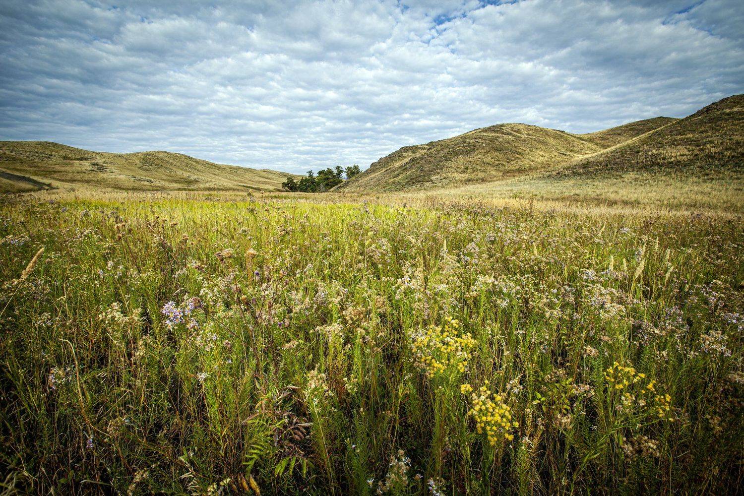 , петр чиков
