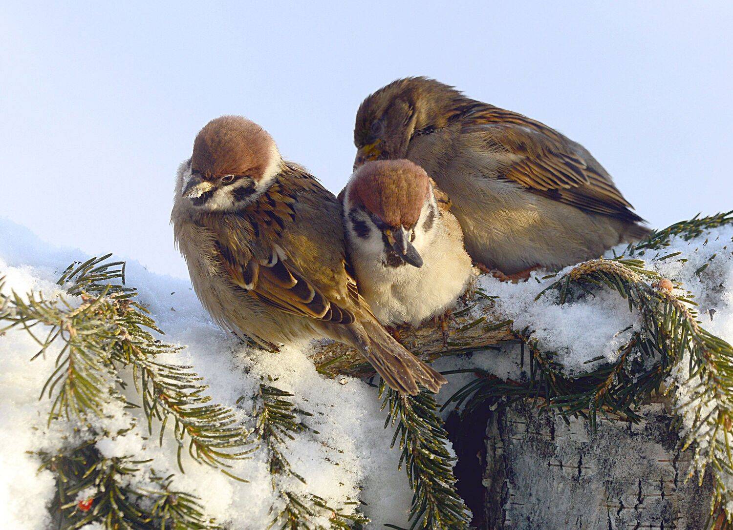 пережидаем холода., Михаил Белоусов