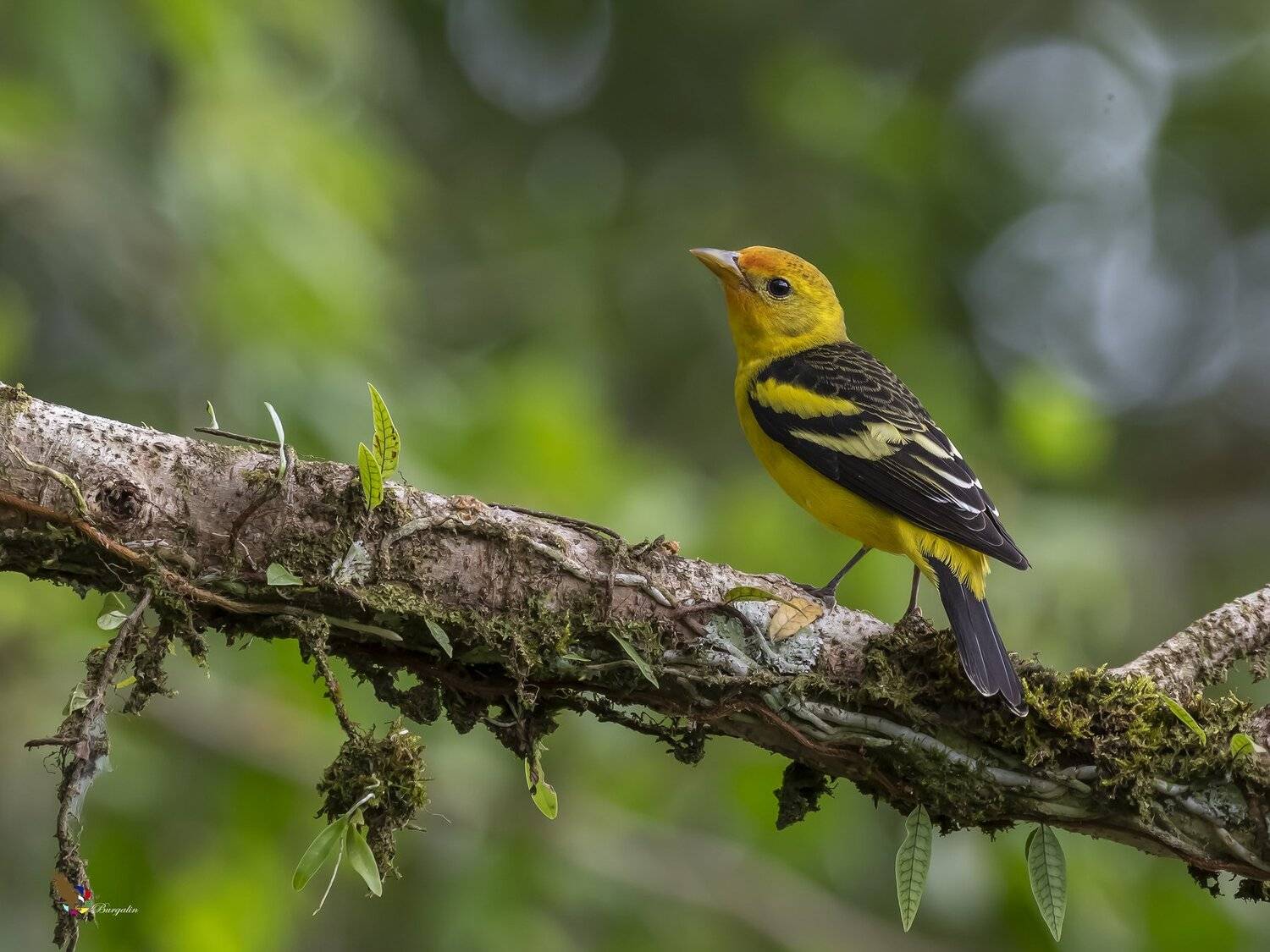 , Fernando Burgalin Sequeira