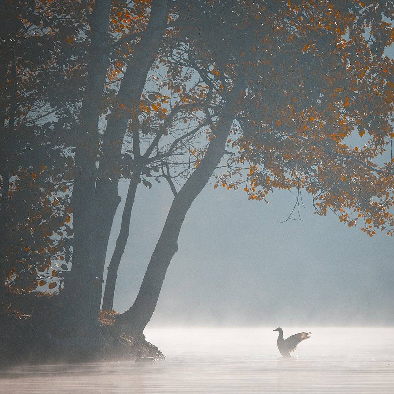 , Robert Adamec